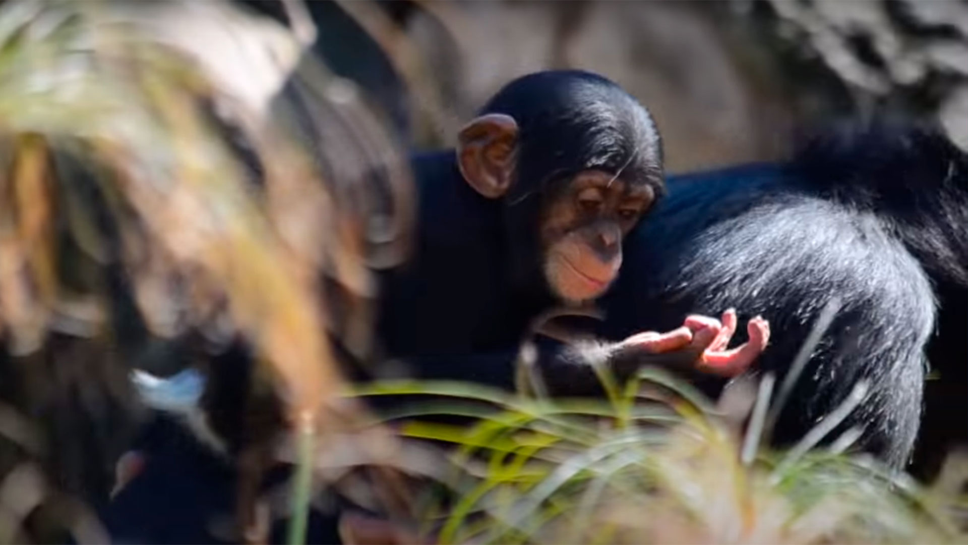 Le bébé chimpanzé COCO fête ses 8 mois dans le BIOPARC de Valence