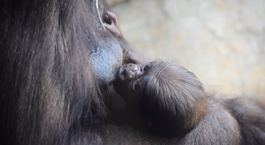 Avril 2019. Le bébé gorille né au BIOPARC de Valence a maintenant une semaine et il s’agit d’un mâle.