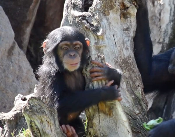 COCO, le bébé chimpanzé fête ses 10 mois au sein du BIOPARC de Valencia.