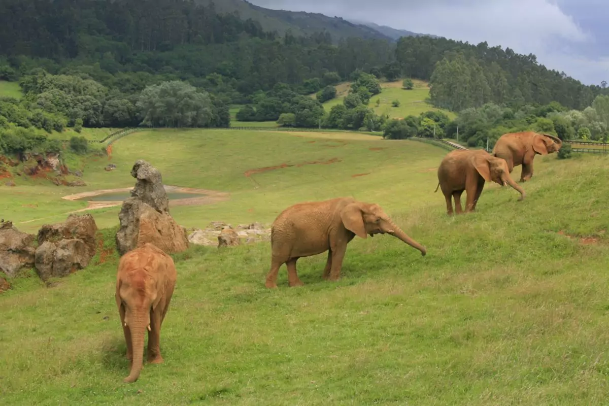 Cabárceno sera le premier Parc Zoologique d’Espagne avec des guides et plan en braille 