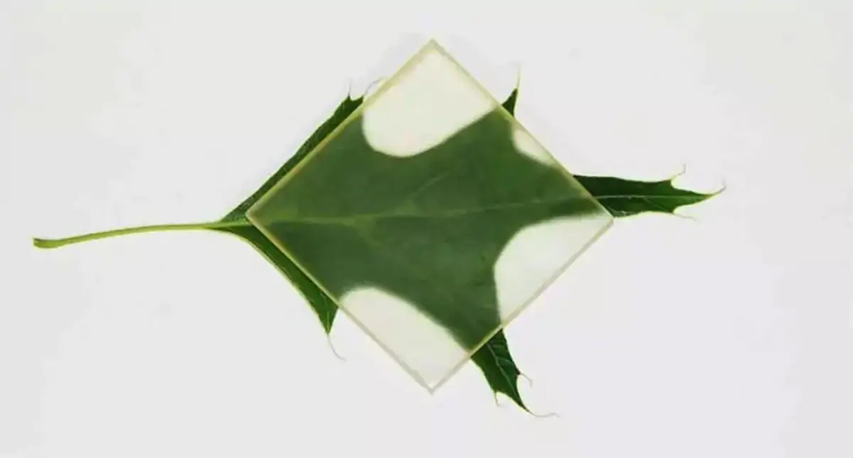 Du bois transparent
