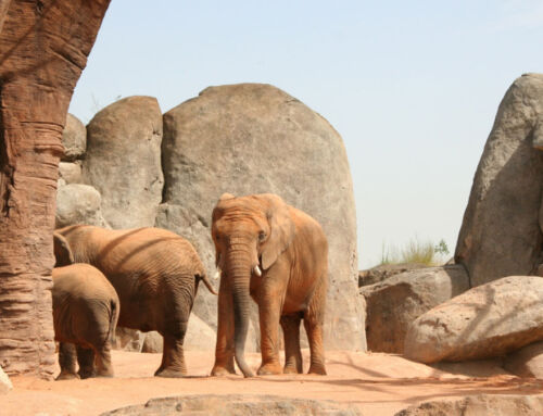 Rochers artificiels, ou transformation en espaces immersifs