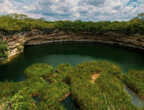 Bassins naturels vs piscines naturalisées