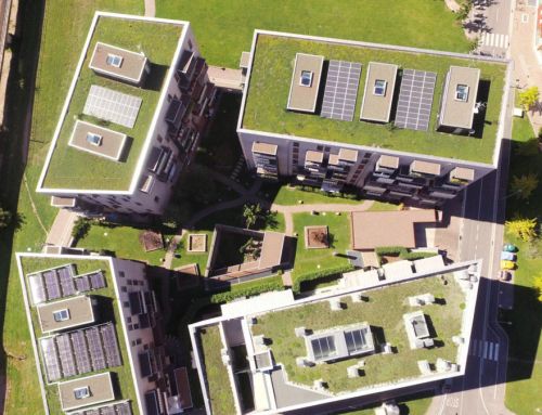 Toitures végétales : entre tendance et efficacité