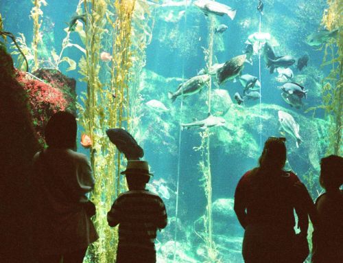 Progrès dans le projet de musée sous-marin d&rsquo;Abu Dhabi