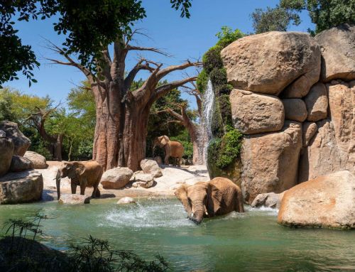 1996-2026, Amusement Logic’s 30th anniversary : Bioparc Valencia